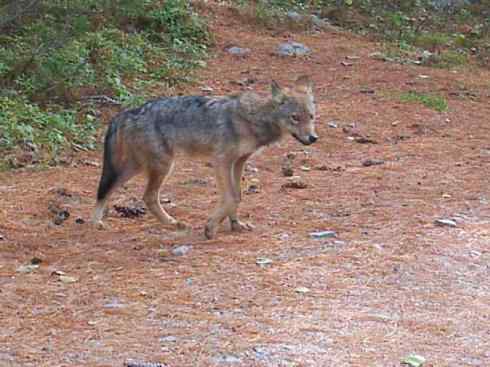 犬科:犬亚科犬属之郊狼、红狼 犬科:犬亚科犬属之郊狼、红狼