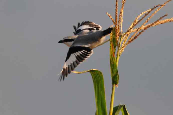 阿穆尔隼：野鸭湖黎明观猛*