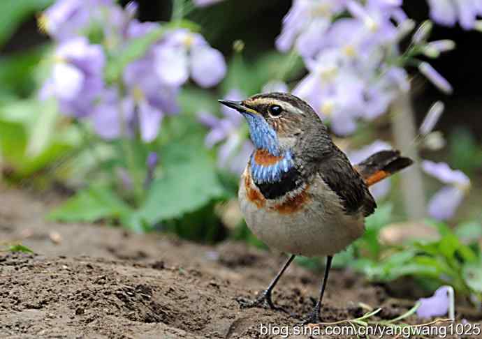 蓝喉歌鸲 wbr1 蓝喉歌鸲 wbr1