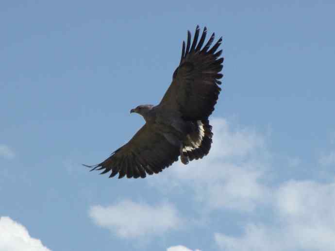 犬科：狐亚科伪狐属之阿根廷狐、山狐、达尔文狐