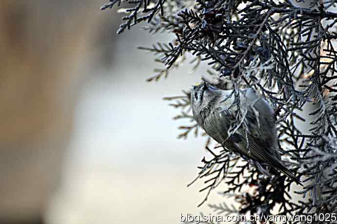 北京天坛公园的鸟类——柏树丛中的戴菊 2