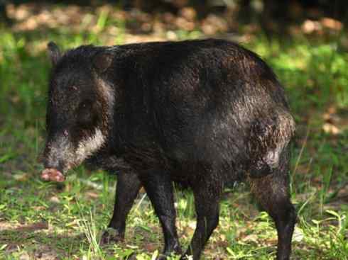 麒麟：传说的兽原型探秘（叉角羚）