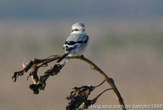 灰斑鸻和楔尾伯劳