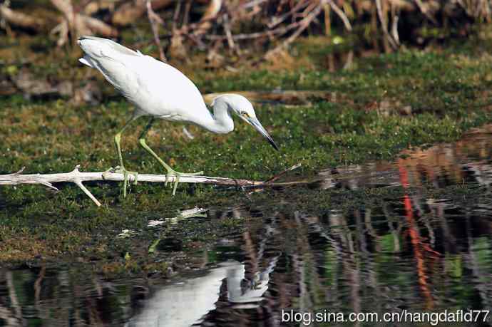 白色的小蓝鹭 wbr(2) 白色的小蓝鹭 wbr(2)