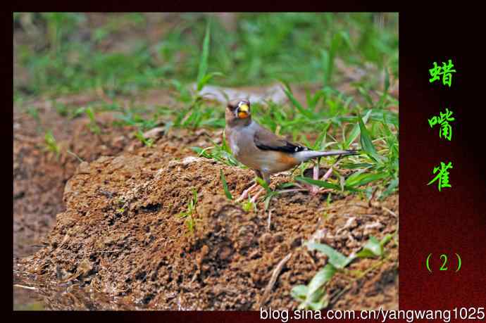 北京天坛公园的鸟类——蜡嘴雀（2）
