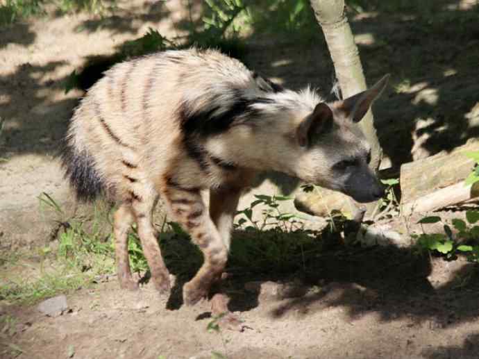 盘点十二大著名食蚁动物：土狼