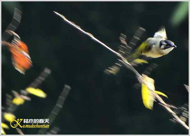 鈥湸蚰疋澦嫦搿菊掌 鈥湸蚰疋澦嫦搿菊掌