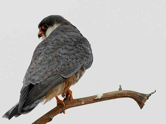 野鸭湖：阿穆尔隼与普通燕鸻