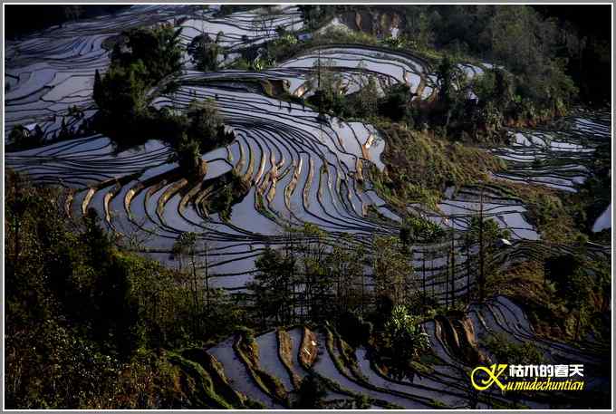 如梦的元阳梯田【照片】