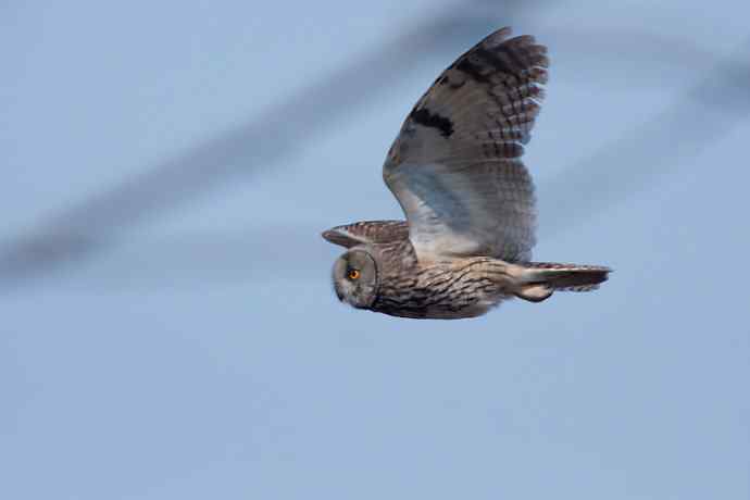 南海子湿地的长耳鸮