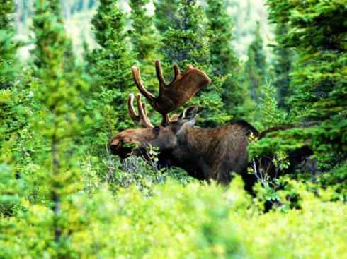 麒麟：传说的兽原型探秘（驼鹿）
