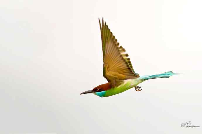 湖北大悟的蓝喉蜂虎 湖北大悟的蓝喉蜂虎