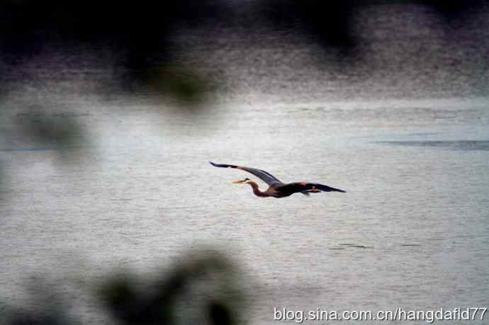 大蓝鹭飞翔