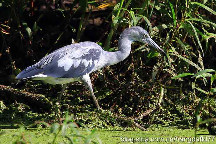 未成年的大蓝鹭