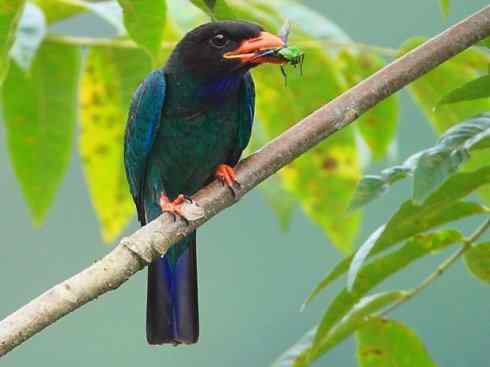 绝色攀禽：佛法僧目之三宝鸟