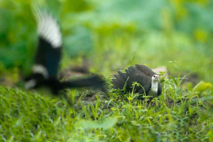 沙河的白胸苦恶鸟