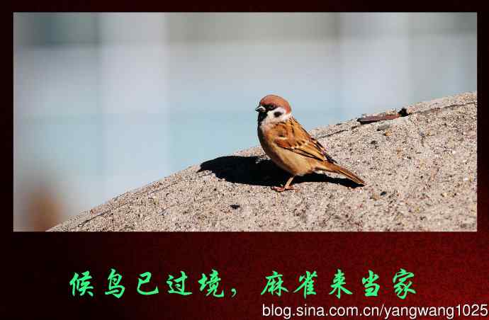 北京万源路小花园的鸟类——候鸟已过境,麻雀来当家