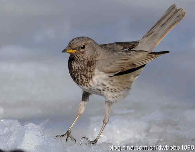 赤颈鸫和小鹪鹩