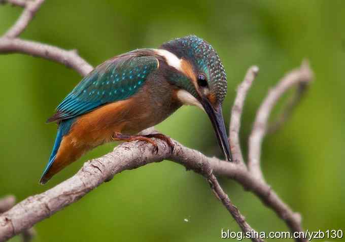 小翠吃虾（组图，16张图片）