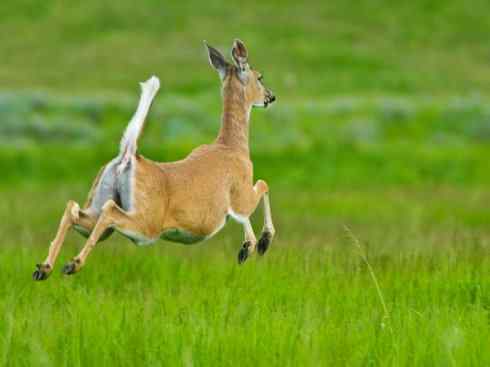 麒麟：传说的兽原型探秘（白尾鹿）