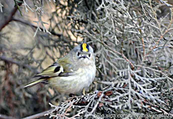 柏树丛中的戴菊 wbr3