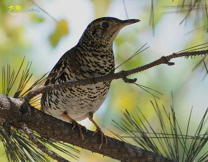 二鸫献寿：虎斑地鸫和宝兴歌鸫