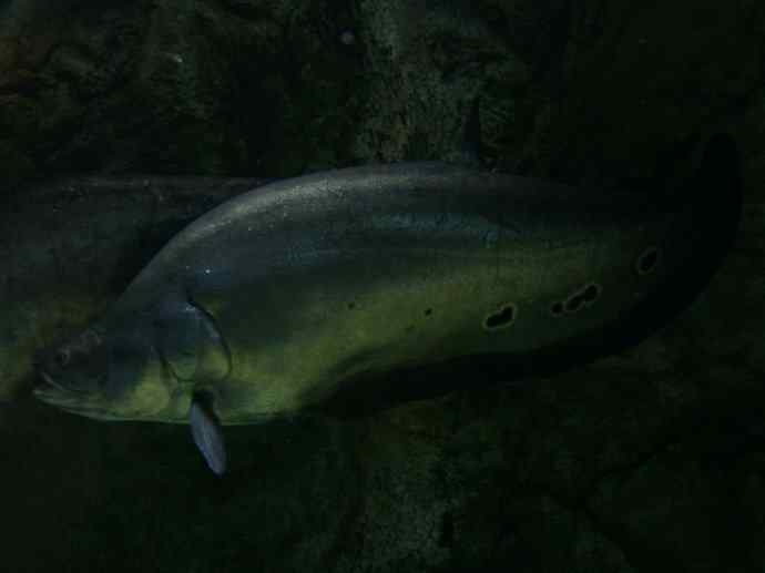 鱼类活化石：铠甲弓背鱼