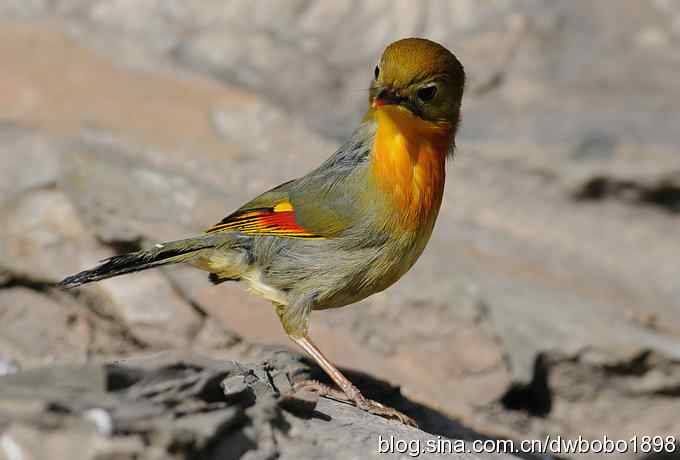 相思趣拍-贺三八国际妇女节