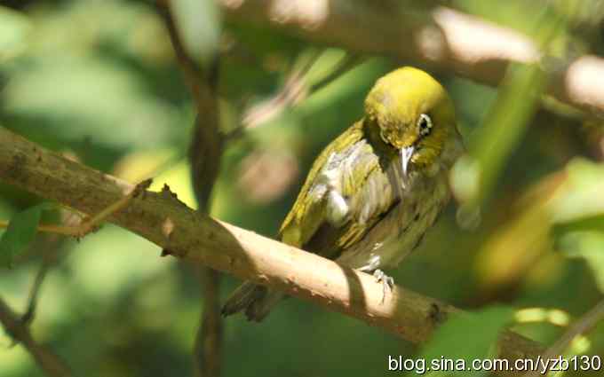 第一次遇到绣眼鸟（组图）