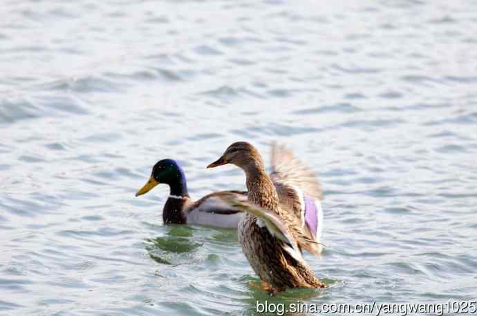 绿头鸭（1）