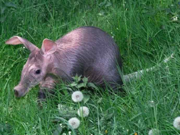 盘点十二大著名食蚁动物：土豚