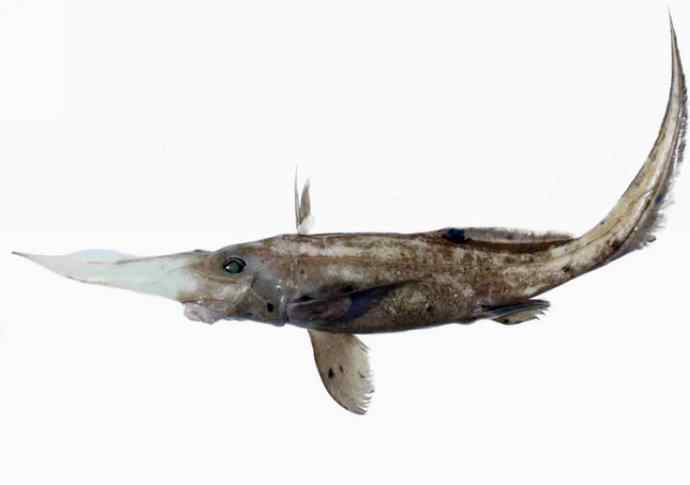 鱼类活化石：长吻银鲛