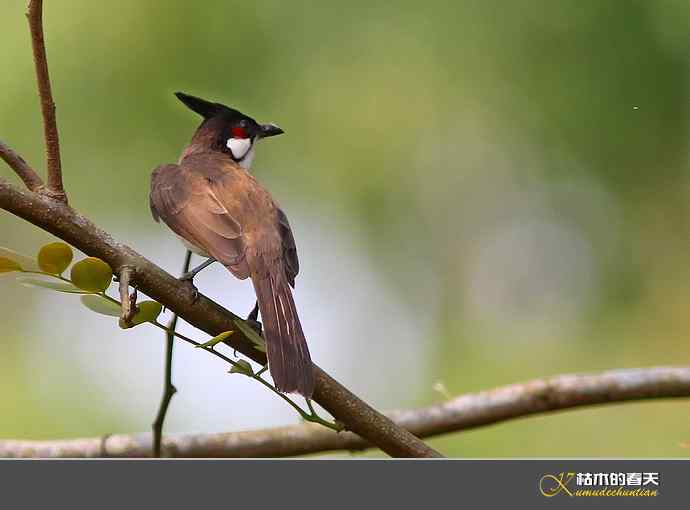 云南拍鸟：记录到九种鈥滒氢潯臼蹬摹