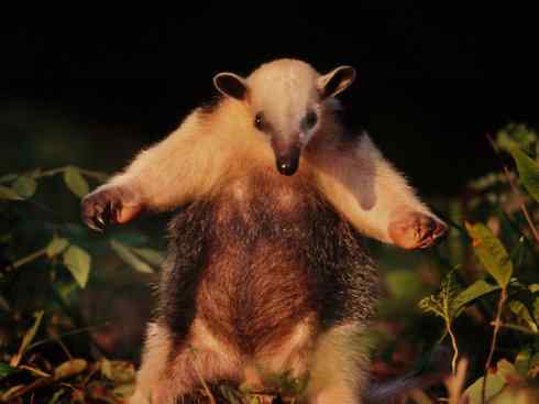 盘点十二大著名食蚁动物:食蚁兽 盘点十二大著名食蚁动物:食蚁兽