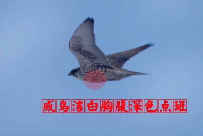 猎隼成鸟 猛禽大全——中国东部地区27种迁徙类猛禽辨识