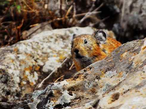 动物世界:山寨还是原创之十一 动物世界:山寨还是原创之十一