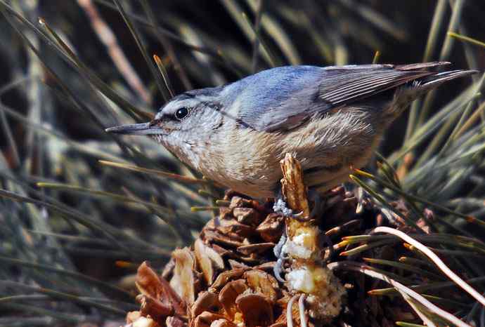 北京植物园赏鸟（五），黑头（组图）
