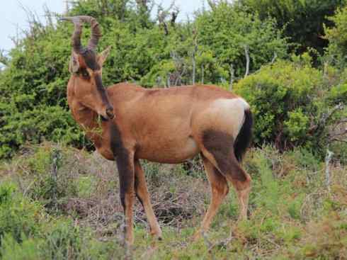 麒麟：传说的兽原型探秘（狷羚）