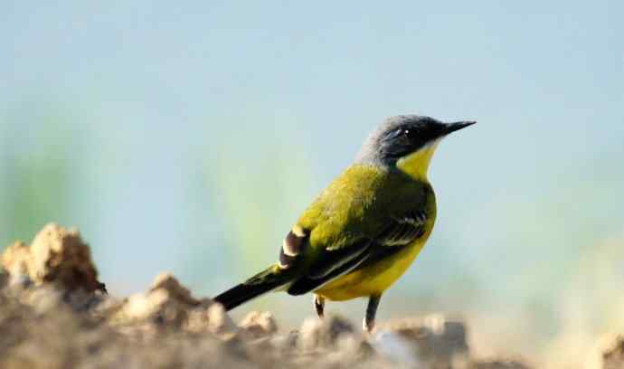 头一次打鸟就遇见了黄鹡鸰 头一次打鸟就遇见了黄鹡鸰