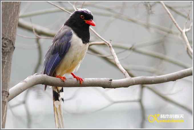 红嘴蓝雀一组【照片】