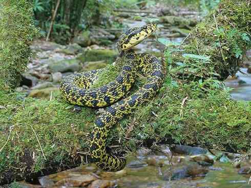 龙:传说的兽原型探秘(蝮蛇类) 龙:传说的兽原型探秘(蝮蛇类)