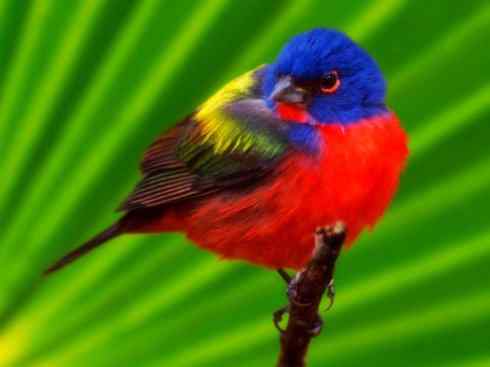 美丽无罪：雀鸟之彩鹀