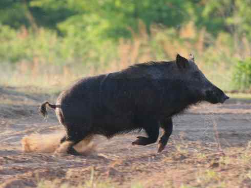 麒麟：传说的兽原型探秘（叉角羚）