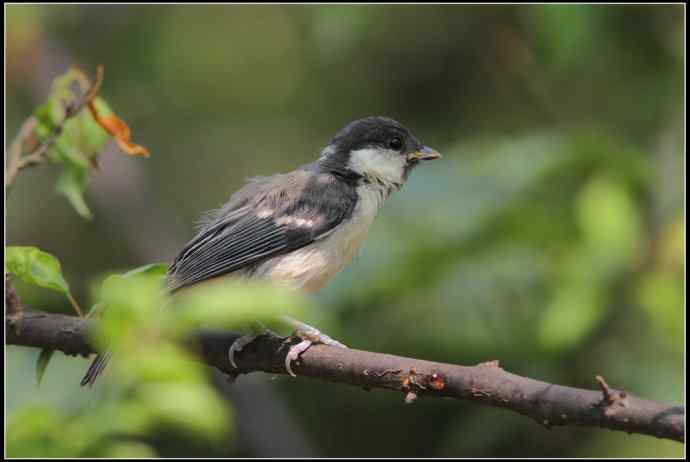 大山雀有儿初长成