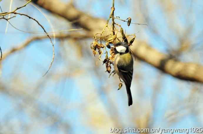 数九寒天的沼泽山雀