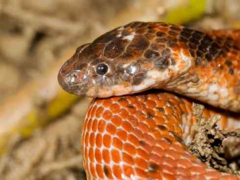 龙：传说的兽原型探秘（水蛇类）