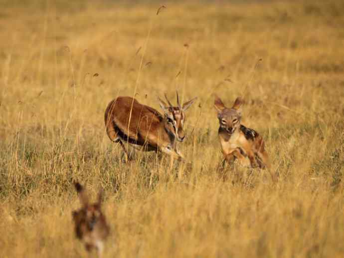 犬科：犬亚科犬属之金豺、黑背豺（胡狼类）