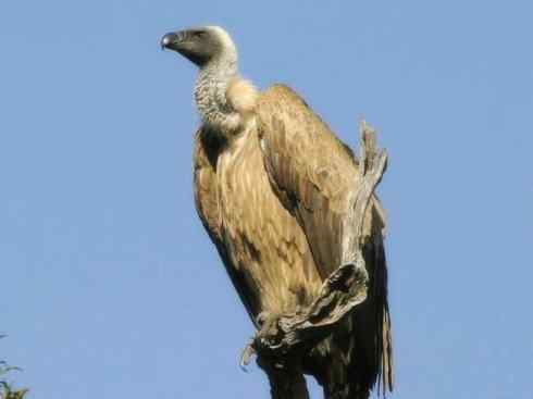 鸟类之最:大秃鹫