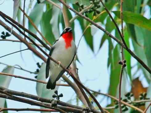 家禽驯化之源之三十二