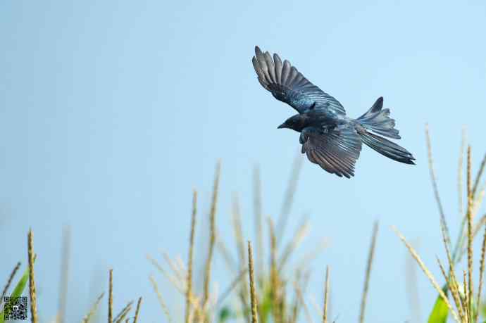 一组野鸭湖的小林鸟